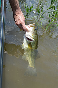 It’s hard to beat a Texas-rigged soft plastic for pulling bass from emergent grass.