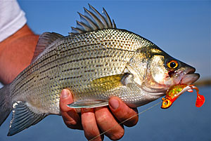 When some species become hard to catch during the summer doldrums, white bass and wipers are very active. The one time when anglers do seem to target wipers and white bass is in the spring.