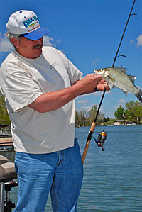 White bass and wipers can be found all across the country and especially in the Midwest, Great Lakes and Great Plains. Rick Dykstra caught this white bass in Kansas.