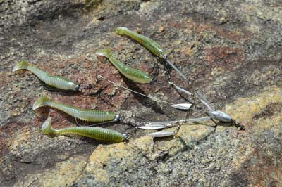 While its popularity may have waned over the past decade, the umbrella rig remains a top lure for September bass. Use it to catch bass schooling on shad or baitfish. Photo by Pete M. Anderson