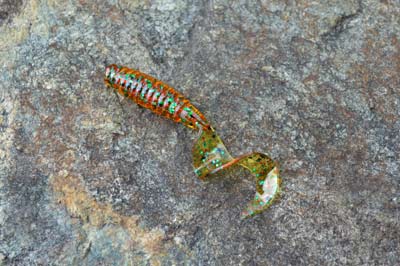 Grubs are a versatile soft-plastic lure that largemouth, smallmouth, and spotted bass eat without hesitation. Rig them on a lead-head jig or Texas style. Photo by Pete M. Anderson