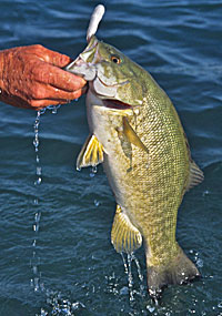 The tube colors of choice to imitate baitfish include pearl, smoke and white glitter. Those colors still work well when bass are keying on baitfish.