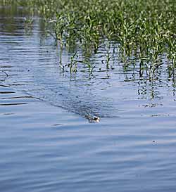 fishing weeds