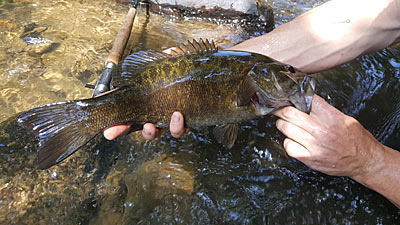 While most don’t grow as large as their lake-dwelling cousins, smallmouth in small rivers and creeks are aggressive and eat many of the same lures. Photo courtesy of Will Fortenbaugh