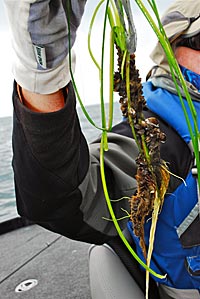 Zebra mussels are one reason Waugoshance smallmouths are thriving.