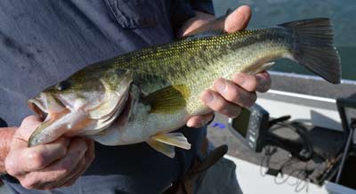 Many things make bass fishing great, but one of the best is witnessing nature's beauty. That's easy to see in the quarry, such as this perfectly marked northern-strain largemouth bass. Photo by Pete M. Anderson