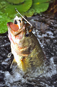 If the vegetation is somewhat sparse, maneuvering a slow-rolled spinner bait through the jungle can pay big dividends on bass holding at mid-depth.