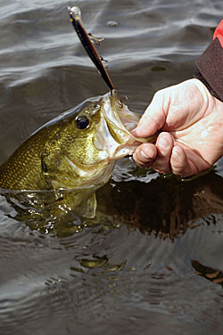 2)	Michigan’s Upper Peninsula has dozen of stump-filled impoundments that relatively little fishing pressure for bass.