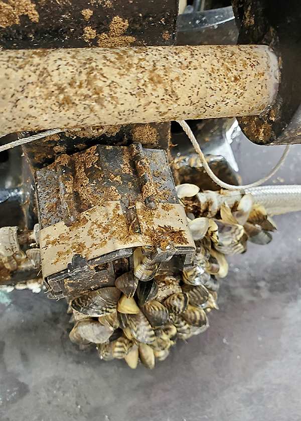 Zebra mussels