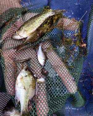 Bluegills captured via seine nets were examined alongside bluegills captured from angling.