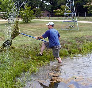 Aquatic plants