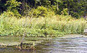 Aquatic plants