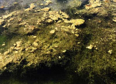 In this image, small mats of dead filamentous algae cover thick mats of bushy pondweed. But look closer. See the dense, bright green plant in the lower left? That's Chara, a branched alga that grows close to the bottom, competing with the pondweed. As you learn, you'll find out the pondweed can be treated without affecting the Chara.