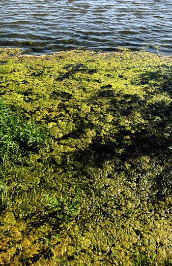 This is one of the most common calls we receive. "We have pond scum." What you are seeing is dead mats of filamentous algae. No reason to kill something that's already dead. See the different shades of green? That's different shades of decomposition. If you decide to treat a situation like this, understand you '11 be eradicating what's underneath the mat, not the mat.