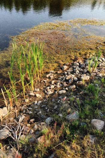 Study this image. This is a perfect nursery ground for baby fish. These plants are not invasive, thriving in shallow water adjacent to deeper water. Leave this situation alone. This pond needs this vital habitat. 