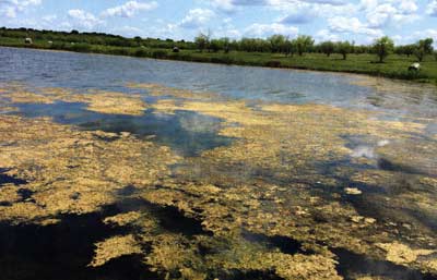 Dense mats of plants like this, in May, are on their way to becoming invasive. There are mats of bushy pondweed beneath floating mats of dead algae. Where the algae mats are thick, they minimize sunlight penetration, helping inhibit the rapid growth of the pondweed. Don't look at this as an algae problem. Kill the algae, and expect explosive growth of the pondweed. 