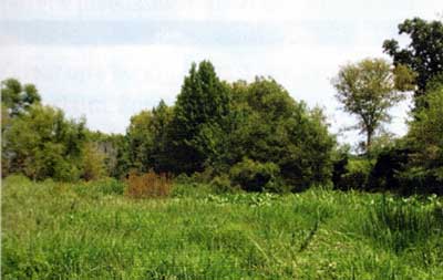 In the proper context, diversity and density can be a welcome addition to the habitat. But, if this is your shoreline and you want access, we need to talk.