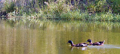 Smartweed rings this pond, and is a good plant to attract ducks.