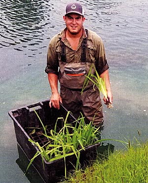 Installing emergent vegetation along a shoreline in shallow water.