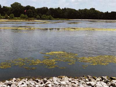 In this case, get out in a boat, identify the plants, and ensure what's deeper under water before deciding what to do. 