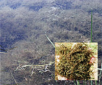 Bushy pondweed