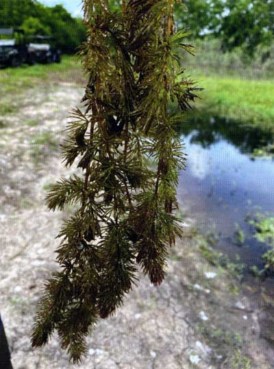 Up close look at coontail. It isn't rooted and spreads through fragmentation.