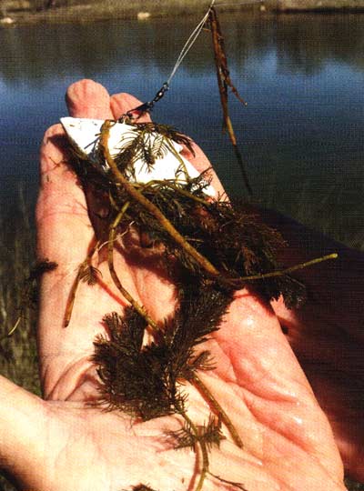 Eurasian Water milfoil.