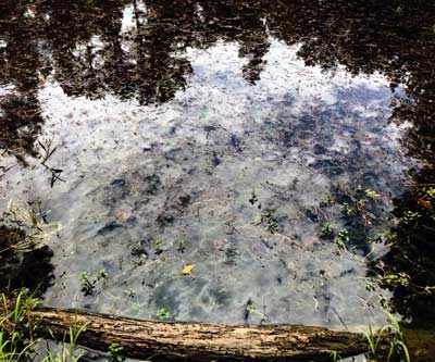 Invasive mats of Eurasian watermilfoil, an exotic species.