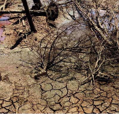 Here's what cedar trees look like on a lake bottom less than two years later.