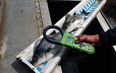 Checking growth rates on an age-class of hybrid stripers that have PIT tags.