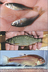 Top: Examples of fathead minnows, not fully grown, but sexually mature. Middle: Mature golden shiner, ready for action. Bottom: Close up of male fathead minnow, nearing spawning time.