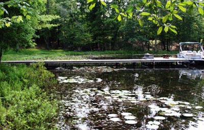 Is this plant community in harmony? There are several species competing fairly for space in shallow water But what may be out of balance is density and being too close to the dock. That's for you to decide.