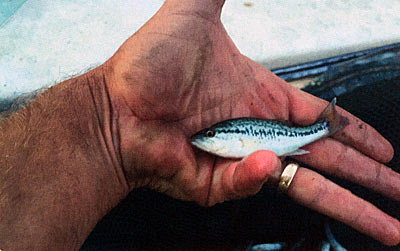 As chunky as this little bass appears, if it doesn't eat, it doesn't grow. If it gets eaten, which is highly likely, it becomes a statistic rather than a recruit.