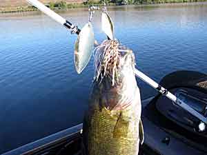 Spinnerbait Basics