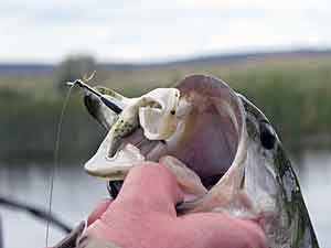 Frog fishing