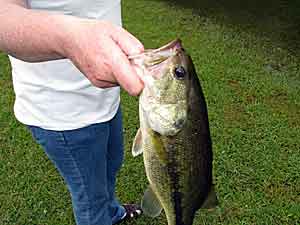 Bass Fishing