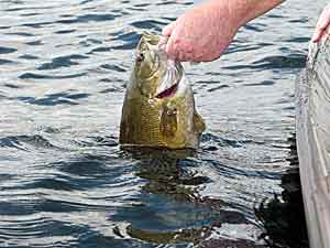 Smallmouth