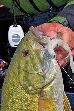 Flukes excel in clear waters on places like the Great Lakes. Joe Balog displays a fluke-caught smallie on Lake St. Clair.