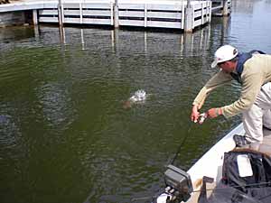 Look around the lake for whites, stripers or hybrids