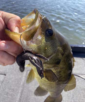 Soft plastic beaver-style baits can be flipped, pitched, and punched.