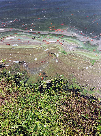 Feathers and dead algae.