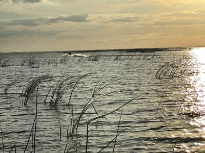 The big lake is home to many miles of fish-holding vegetation.