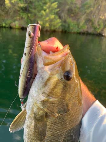 Even with a smaller mouth, the smallmouth bass still loves to attack big lures.