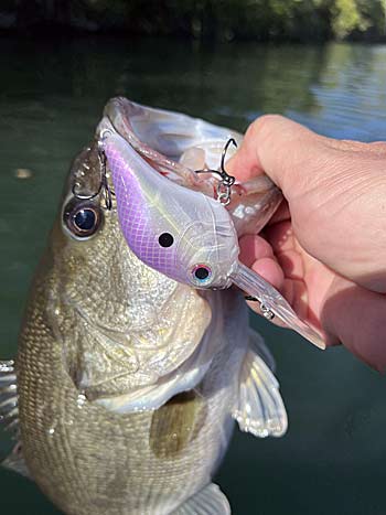 A shad-imitating crankbait is an excellent choice for fishing quickly as you search for fall bass.