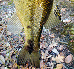 Small blotching on adult bass. Credit Greg VanHekle