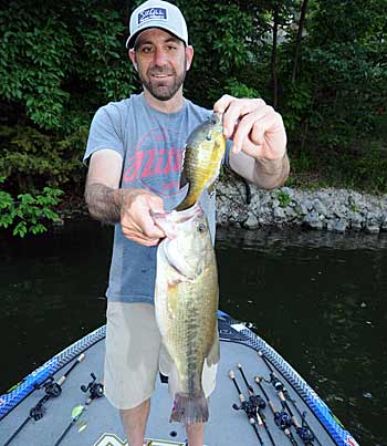 Postspawn bass cruise the shallows stalking bluegill on spawning beds. 