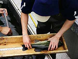 The upstate New York pond had lots of bass this size. The mission was to make them grow much faster and larger. This bass was at least six years old.