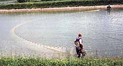 We utilized some smaller ponds on the property to raise lots of baitfish to inject into the bass lakes in late summer.