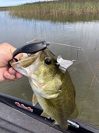 Some modern buzzbaits do not come with a skirt and instead feature a specifically molded keeper to secure soft plastic toads and other soft baits.