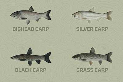 Asian carp